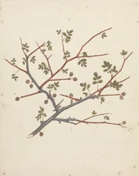 Commiphora gileadensis (L.) C. Chr. (Bálsamo de Gilead, Opobalsam): desenho acabado do ramo de frutificação