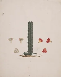 Euphorbia abyssinica J.F. Gmel. (Ethiopian Tree-Spurge): desenho acabado de tronco único, com detalhes de frutos inteiros e dissecados