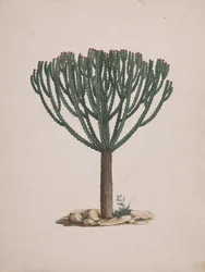 Euphorbia abyssinica J.F. Gmel. (Ethiopian Tree-Spurge): desenho acabado do hábito da árvore