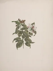 Jasminum dichotomun Vahl (jasmim africano): desenho acabado