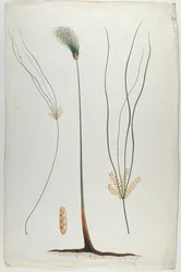 Papiro (Planta e Detalhe da Raiz), depois de James Abyssinian Bruce (1730-94) (wc sobre grafite sobre papel)
