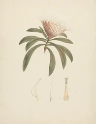 Protea gaguedi J.F. Gmel. (Protea): desenho acabado com detalhes florais