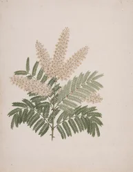 Pterolobium stellatum (Forssk): desenho acabado