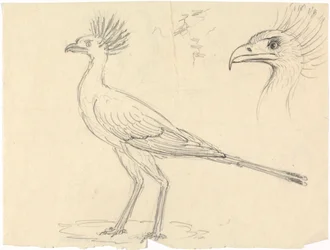 Secretário Bird