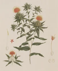 Sussa (Folhas, Flores e Detalhes) anteriormente atribuída a James Bruce (1730-94) (wc sobre grafite sobre papel)