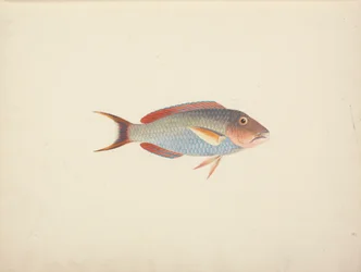 Peixes não identificados