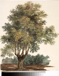 Árvore (Aquarela, cerca de 1825)