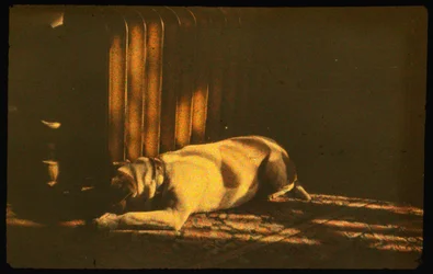 Fotografia a cores de um cão adormecido à luz do sol com Autochrome Lumière e uma câmara de 35 mm...