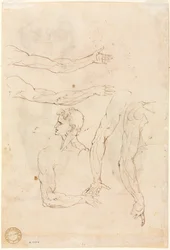 Esboços de cinco braços e um verso de cabeça, meados dos anos 1500.