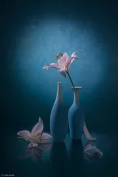 Elegantes lírios azuis