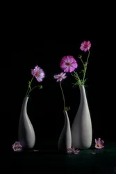 Elegante natureza-morta com cosmos