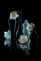 Brilho floral elegante