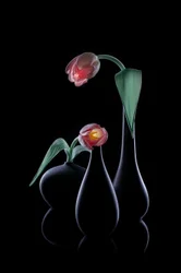 Elegantes túlipas luminosas