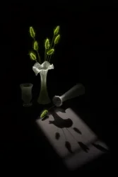 Plantas verdes, sombra de pássaro