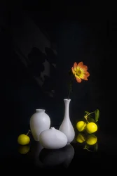 Flor e fruto melancólicos