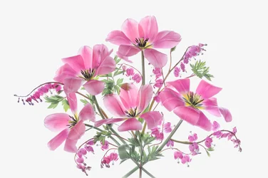 Flores primaveris cor-de-rosa