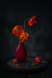 Papoilas vermelhas - natureza-morta escura