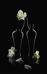 Flores brancas, vasos escuros