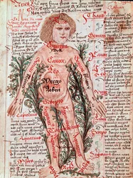 Medicina: influência do zodíaco nas doenças humanas (Miniatura