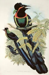 Arfak Astrapia, Astrapia Nigra - Ave do Paraíso