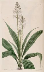 Ilustração de Calanthe triplicata (como sin. Calanthe veratrifolia) (planta)
