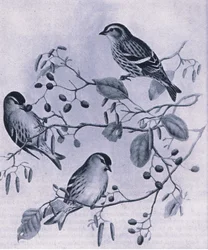 Siskins, Nature in Britain publicado por Collins, 1946
