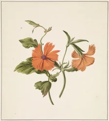 Rosas gelatinosas chinesas (Rosa Chinensis Lutea)