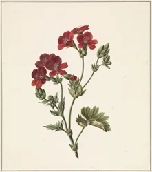 Flor vermelha