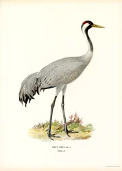 Guindaste (cor litho)