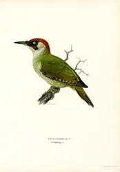 Pica-pau Verde (lito colorido)
