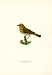 Robin (cor litho)