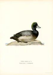 American Scaup Duck (lito colorido)