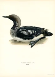 Arctic Loon (cor litho)