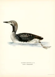 Arctic Loon (lito colorido)