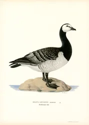 Ganso-de-barnacle (cor litho)