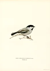 Chickadee de tampa preta (lito colorido)