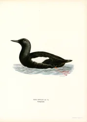 Airo-de-asa-branca
