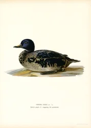 Black Scoter (lito colorido)