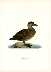 Scoter Preto (cor litho)