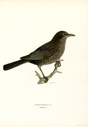 Blackbird (cor litho)
