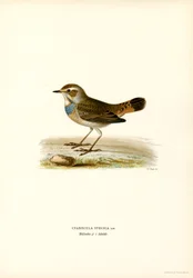Bluethroat (cor litho)
