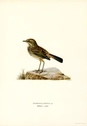 Bluethroat (cor litho)