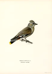 Waxwing boémio (cor litho)