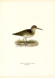 Maçarico-de-bico-grande (cor litho)