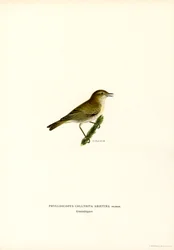 Chiffchaff (lito colorido)