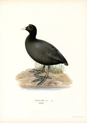 Galeirão Comum (lito colorido)