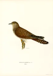 Cuco comum (lito colorido)