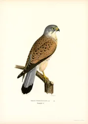 Peneireiro comum (cor litho)