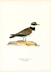 Tarambola-canelada comum (cor litho)