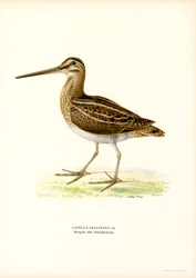 Narceja Comum (lito colorido)